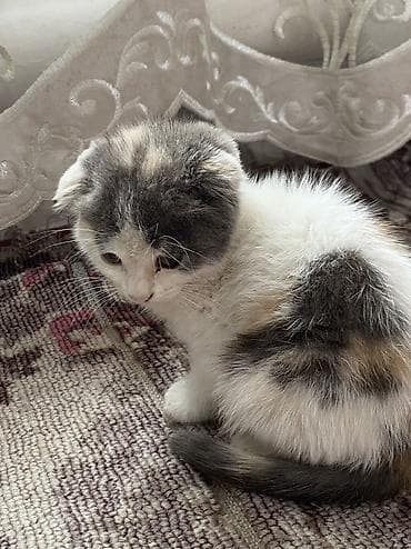 кошка крысолов: ВЕСЛАУХАЯ КОШКА Котёнок, окраса серо-белый с пятнышком на лбу — 3