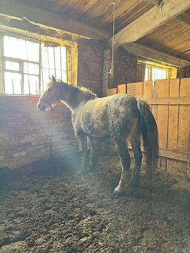 Продаю | Кобыла (самка) | Рабочий at lalafo.kg Продаю | Кобыла (самка) | Рабочий