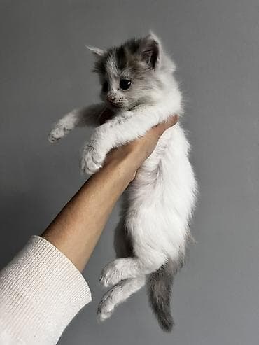 кошки сфинксы: Пушистый котёнок с длинной шерстью и выразительными глазами. Окрас — 4