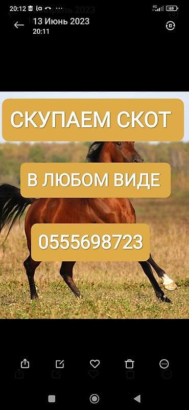 Жеке жак, Колбаса цехи : Уйлар, букалар, Жылкылар, аттар, | Бардык шартта, Күнү-түнү, Союлган