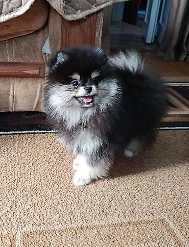 питбуль шинки: Шпиц, 2 месяца, Самец, С прививкой — 4