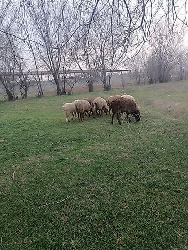 кангал собака: Продаю | Овца (самка) | Для разведения | Матка — 4