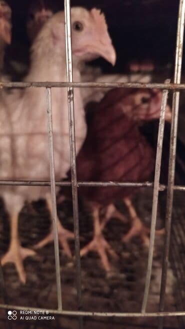 продажа щенков немецкой овчарки с документами в бишкеке: Продаю | Куры | Бойцовая, Бройлерная, РОСС 308 | Для разведения, Несушки — 2