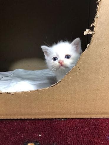 кошки шотландские: Продаю котят Скотти- страйк с голубыми глазами и дымчатыми — 10