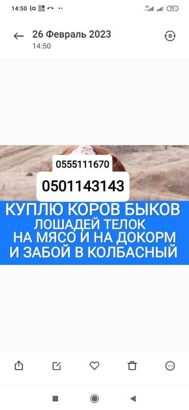 животные домашние: Куплю | Коровы, быки, Лошади, кони, Другие с/х животные | Круглосуточно, Любое состояние, Забитый — 1