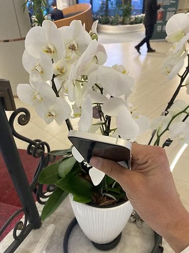 poco g4: IPhone 13, Б/у, 256 ГБ, White Titanium, Защитное стекло, Чехол, 80 % — 6