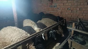 куры марьям бишкек: Продаю | Овца (самка) | Полукровка | Для разведения | Матка — 3