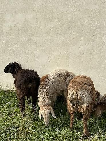 тук сена: Продаю | Овца (самка) | Для разведения | Племенные — 2