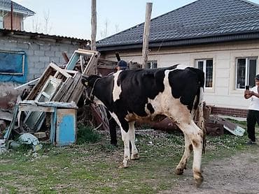 прост ат: Продаю | Корова (самка) | Голштин | Для молока | Привязанные — 3