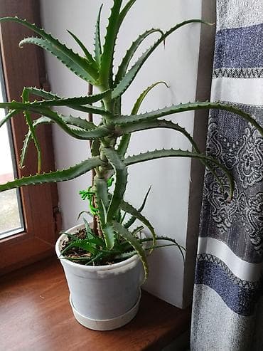 Бөлмө өсүмдүктөрү: 3хлетка на лекарство — 1