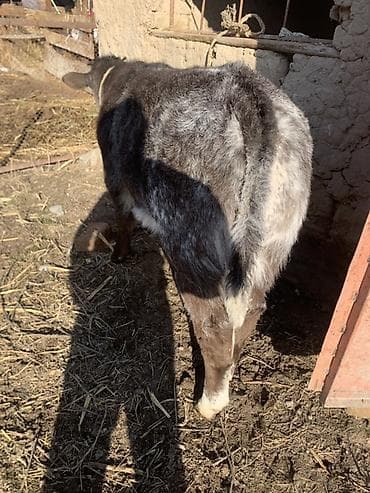 Зоотовары: Продаю | Музоо, торпок | На откорм | Племенные — 4