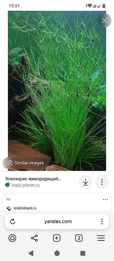 Продаю аквариумные растения,элеохарис живородящий,30 сом