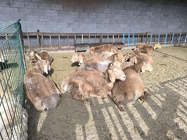 арашанские матки: Продаю | Ягненок | Арашан | Для разведения | Племенные — 4