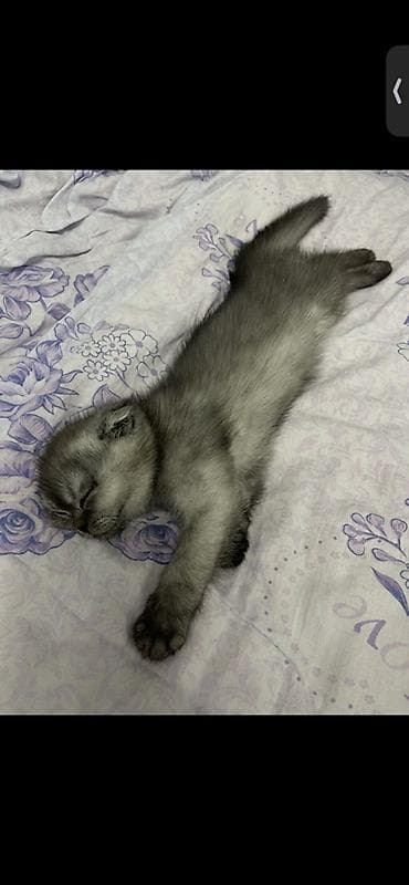 комару кот порода: Шотландский вислоухий котёнок (Scottish Fold), окрас серебристый — 3