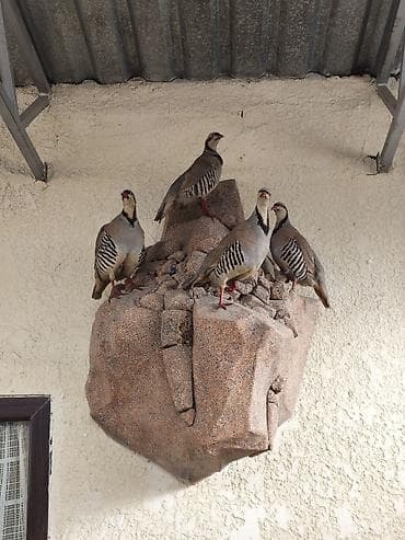 камни для декора: Декоративная настенная композиция «Каменный уступ с кекликами» — 1