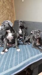 кавказ собака: Продаются щенки кубинского питбультерьера, линейное разведение — 6