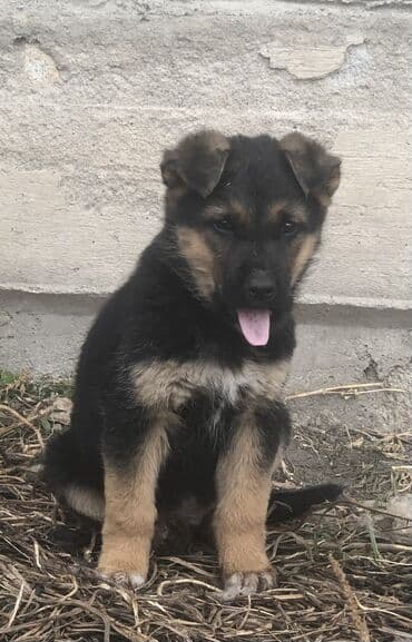 Овчарка, 2 месяца, Самец at lalafo.kg Овчарка, 2 месяца, Самец