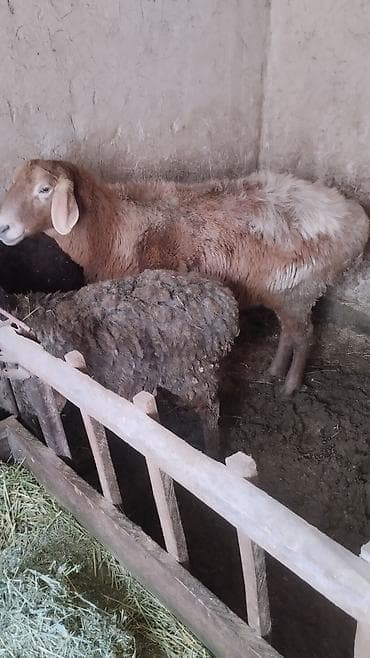 Зоотовары: Продаю | Овца (самка) | Для разведения | Матка — 1