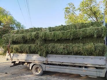 - Чистое, без мусора и видимой плесени, ровно спрессовано, удобно