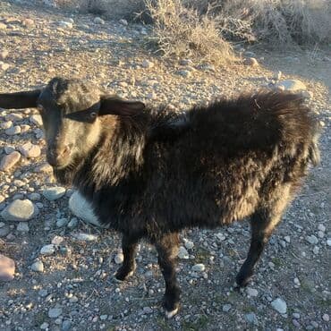 Продоем козлят улактар возраст 7 мес.цена12 тыс .на выпасе.торг есть