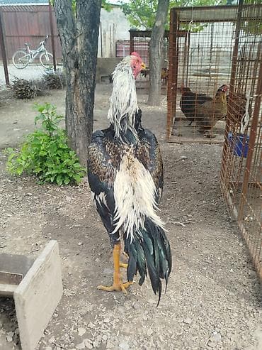 летучая мыш: Дакан короздор сатылат алмашу жолдору бар жемге жугоруго дакандарга — 5