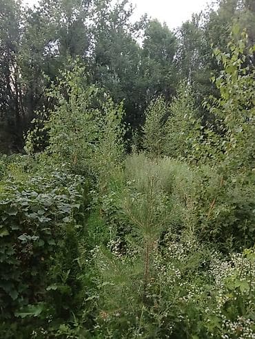 Уруктар жана көчөттөр: Көчөттөр Акылуу жеткирүү — 3