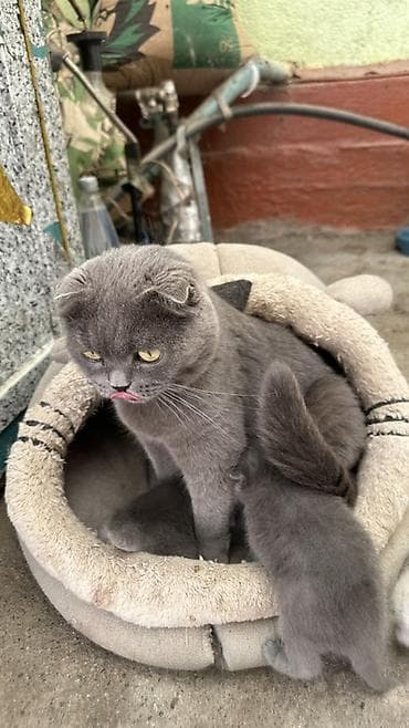 отдам даром котят бишкек: Шотландские вислоухие котята - Окрас: сплошной серый (blue) и белый - — 3