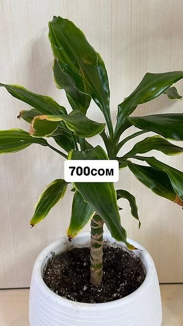 bamboo lab: Комнатные растения в горшках. 1) Юкка – высота 1,5 метра. Плотная — 4