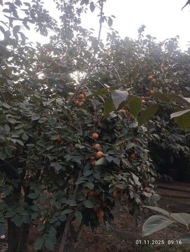 кел кел: Хурма с дерева - Сорт: крупноплодная сладкая хурма (без выраженной — 4