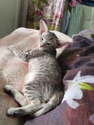 купить породистых котят: Ориентальная, 2 месяца, Мальчик, Белый, Приучена к лотку, Проглистована, С документами — 9