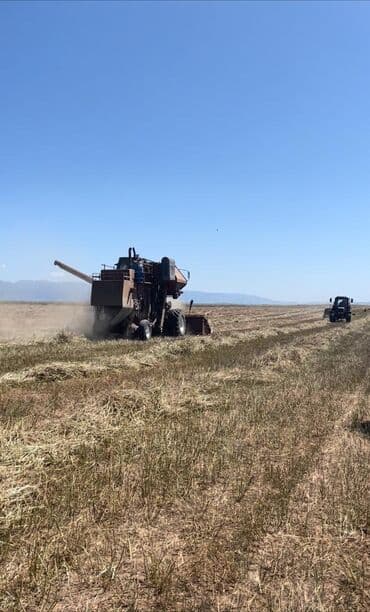 купить саженцы цветов в бишкеке: Коп жылдык эспарцет уругу. Уроончулук чарба "Победитель" Ысыккол обл — 9