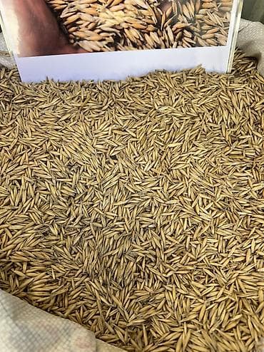 кебек отруби: Сулуу овса семена оптом 15тона 👍🤝✅✅✅♻️♻️♻️Бишкек ит базар адрес — 2