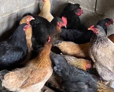 собаки цена: Продаю | Куры | Домашняя | Для разведения — 6