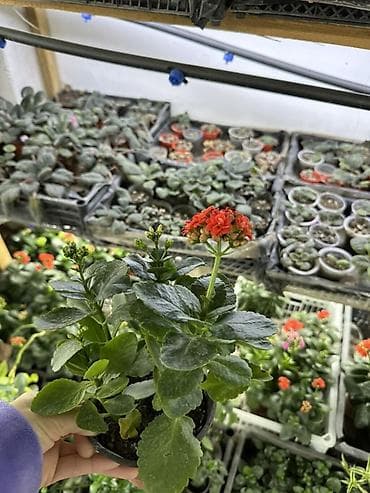 бугенвиллия фото: Каланхоэ Blossfeldiana в горшке - Компактное комнатное — 3