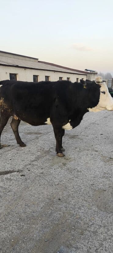 дратхаар купить: Продаю | Корова (самка) | Алатауская, Симментальская | Для разведения, Для молока — 11