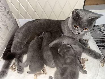 сиамская вислоухая кошка: Шотландские котята (окрас голубой) «Милые котята недавно родились 🐾 — 2
