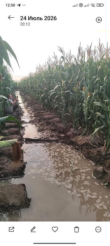 кукурузу: 🌽 ПРОДАЮ УРОЖАЙ КУКУРУЗЫ на силос В наличии 2,4 га кукурузы. 🌱 Урожай — 3