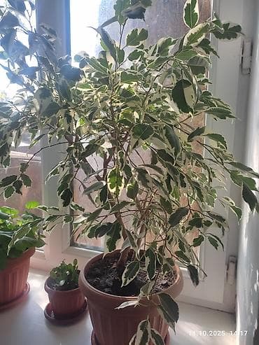 цветы уличные: Комнатные растения в горшках: 1) Диффенбахия (размер крупный) - — 2