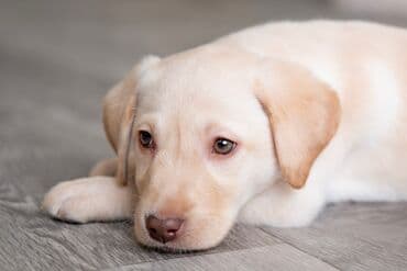 ит мал айдайт: Продаю щенка Лабрадора девочка 2 месяца . Щенок лабрадора — 3