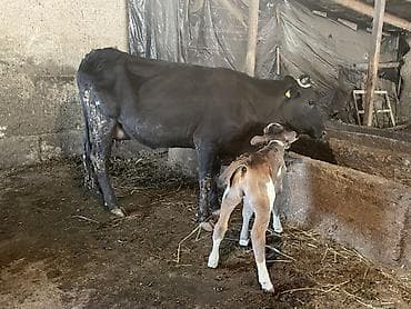 хайлайн соня: Продаю | Корова (самка), Тёлка | Для разведения — 1