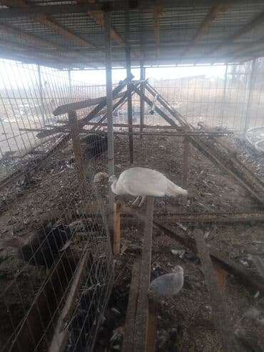 Павлины (в том числе белый павлин) в вольере - Домашняя декоративная