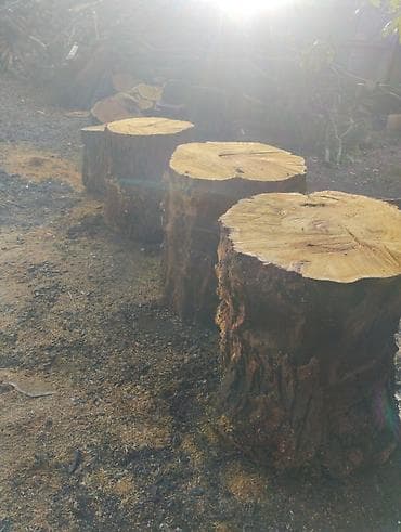 цена леса за куб: Пни-спилы из массивного дерева - Крупные заготовки из цельного — 6