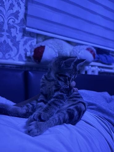 бесплатно кошка: Кошка даром: Беспородная, 3 месяца, Девочка, Приучена к лотку — 4