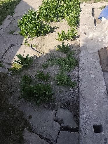 прием грибов: Продам коринь хрен сами будете копать Примерно 30 кг будеть — 3