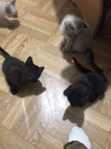 щенки охотничьих собак: Кошка даром: Беспородная, 2 месяца, Мальчик, Приучена к лотку — 6