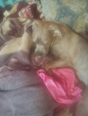 птицы бишкек: Щенок крупной породы (тип бойцовских/молоссов). - Окрас — 3