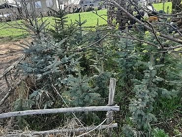 слива фрукт: Ели голубые (Picea pungens, «голубая ель») для озеленения участков — 2