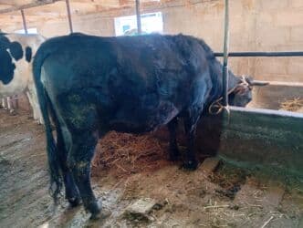 с связи с переездом: Продаю | Корова (самка) | Для разведения, Для молока | Стельные — 1