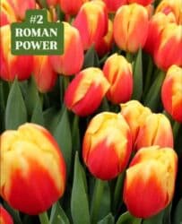 купить луковицы тюльпанов из голландии: Предлагаются тюльпаны различных оттенков для предзаказа к 8 марта 2026 — 3