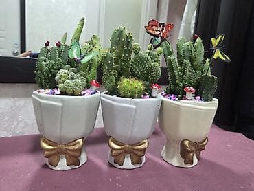 Хлорофитумдар: Хавортия и кактусы — суккуленты для дома и офиса - Хавортия по 350 с — 6